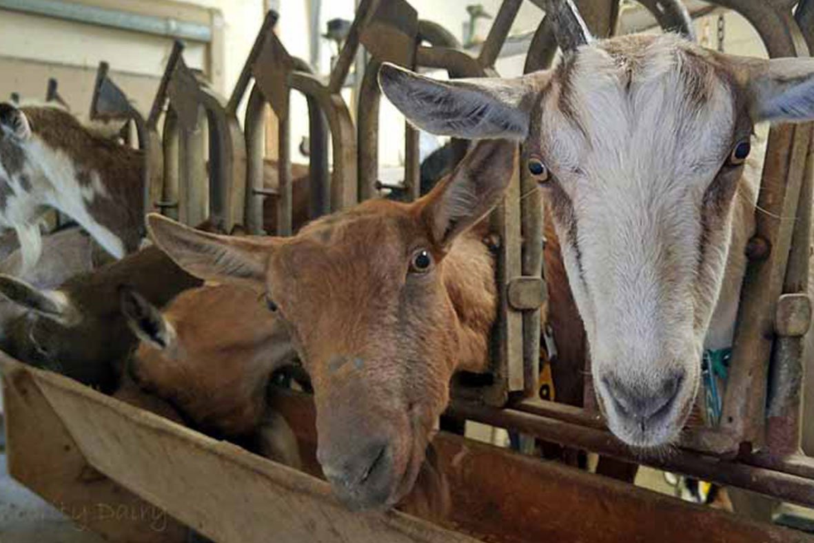 Celebrity Dairy Goats