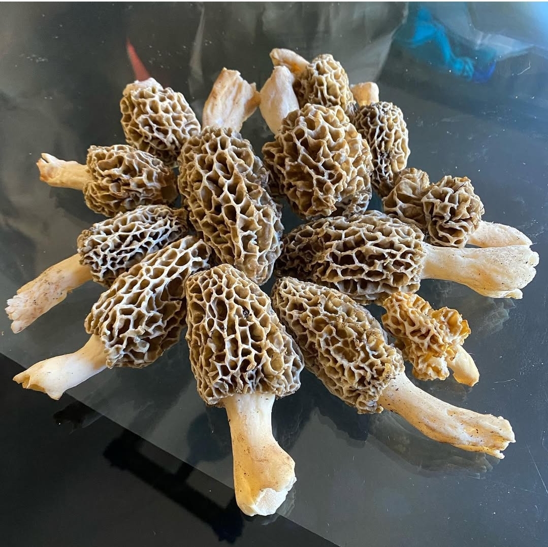 mushroom